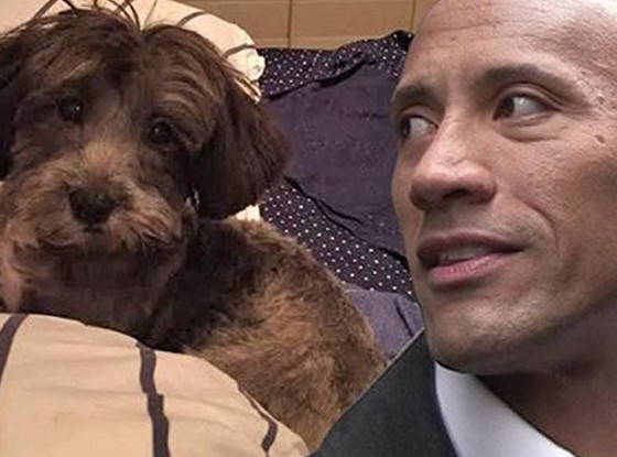 Dwayne Johnson, Puppy Dwayne Johnson, Puppy